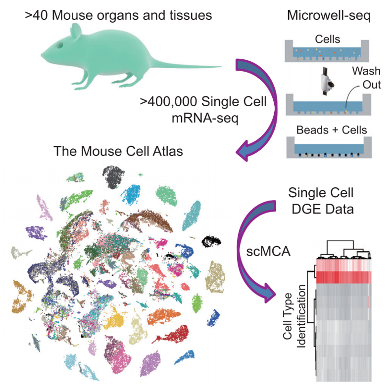 Flujo del MCA: órganos → Microwell-seq → atlas → scMCA