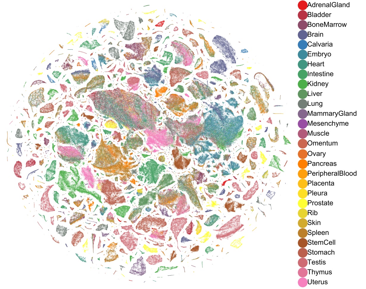 Mapa global del MCA coloreado por tejido