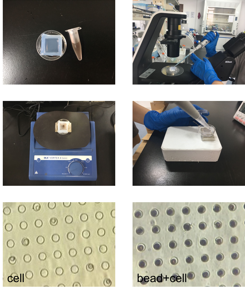 Microwell-seq: micropocillos de agarosa, perlas y captura de una célula por pocillo